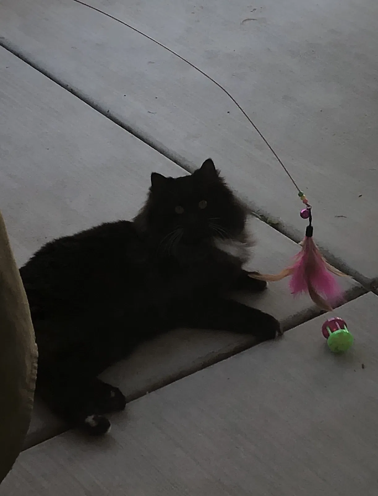 Lost cat in Temecula, CA, 92592