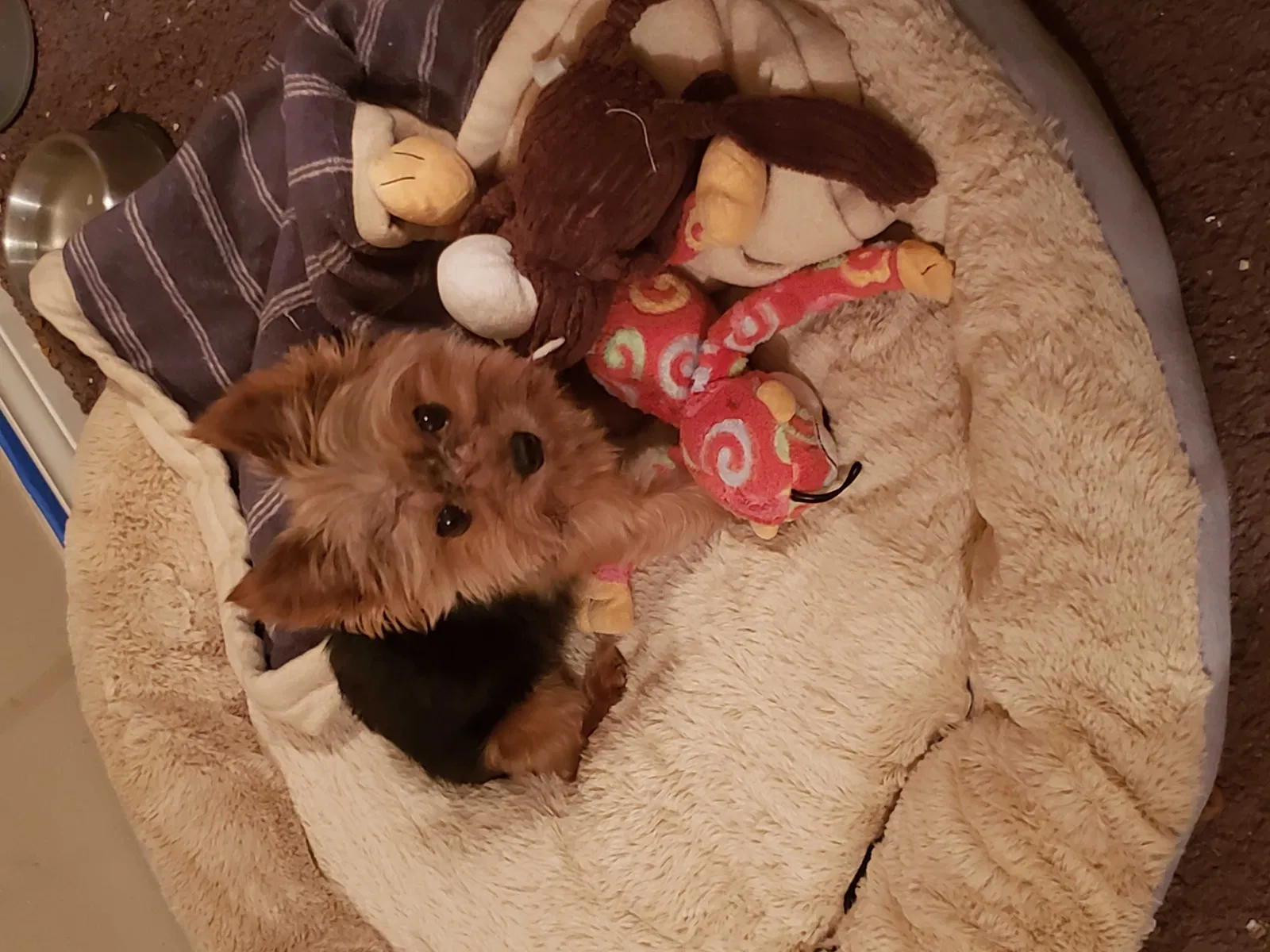 Lost dog in Hammond, LA, 70403