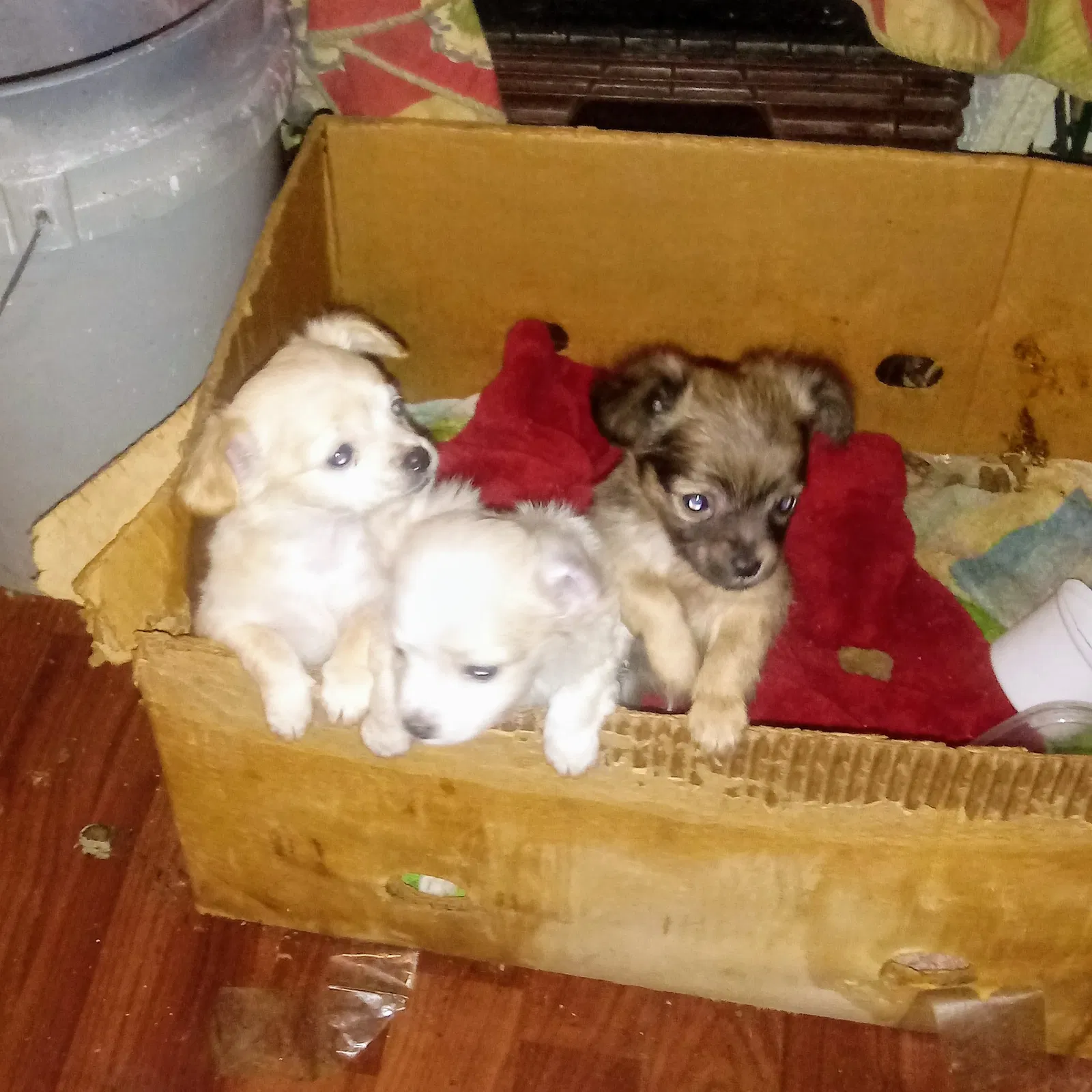 Lost dog in Unknown, OK, 0