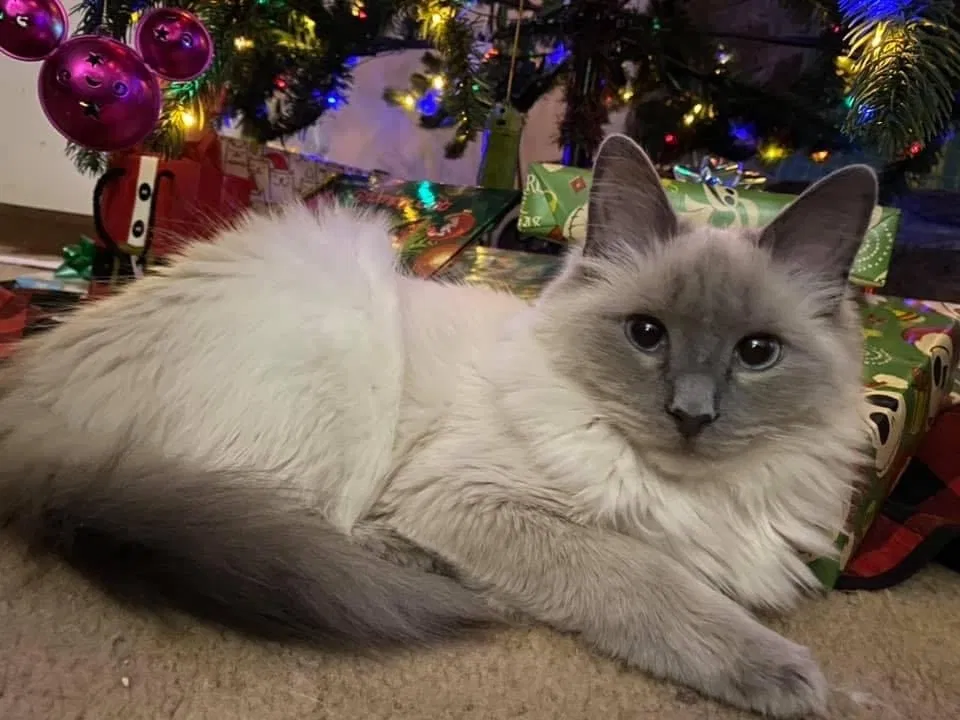 Lost cat in Pinson, AL, 35126