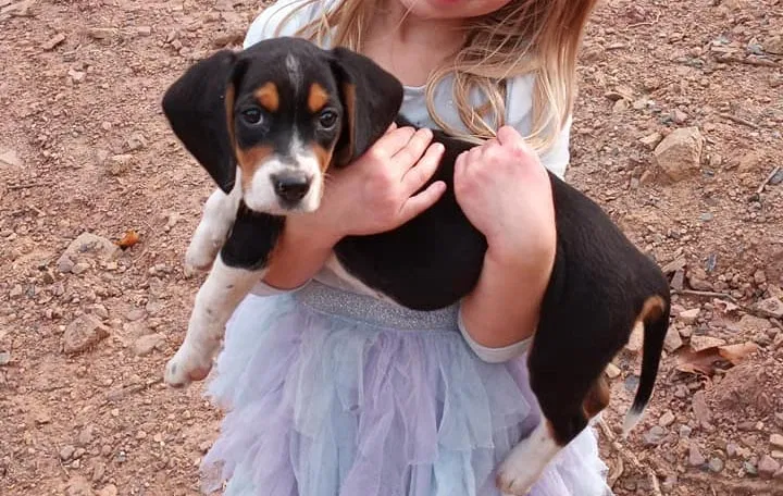 Lost dog in Pine Grove, PA, 17963