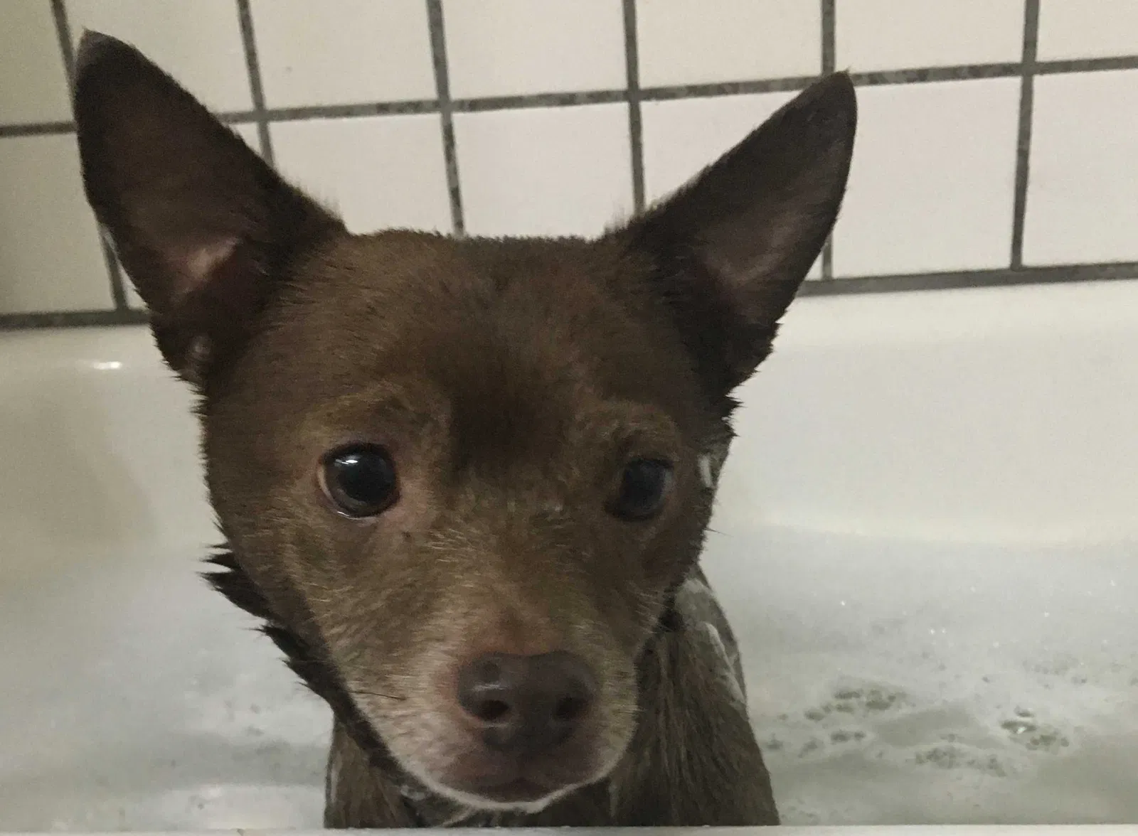 Lost dog in Indianapolis, IN, 46222