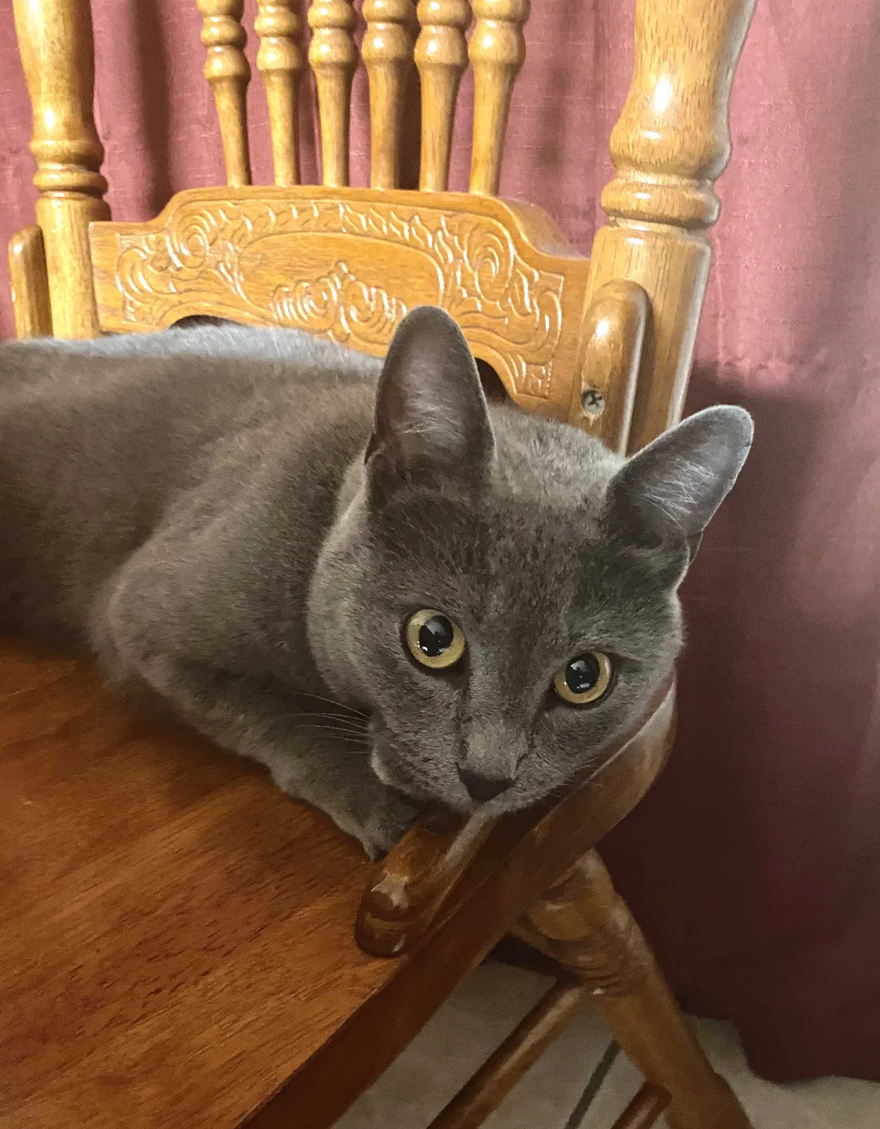 Lost cat in Austin, TX, 78744