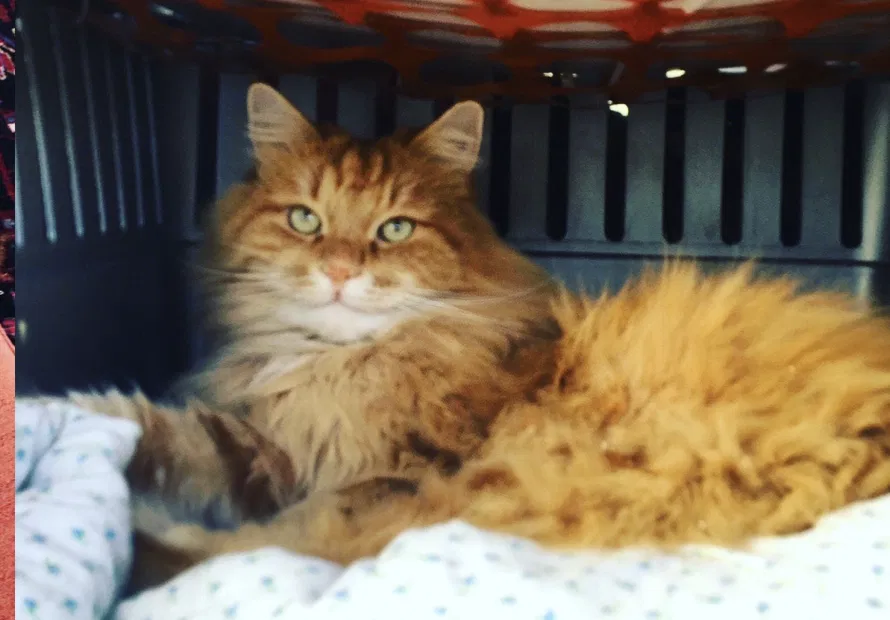 Lost cat in Terre Haute, IN, 47802