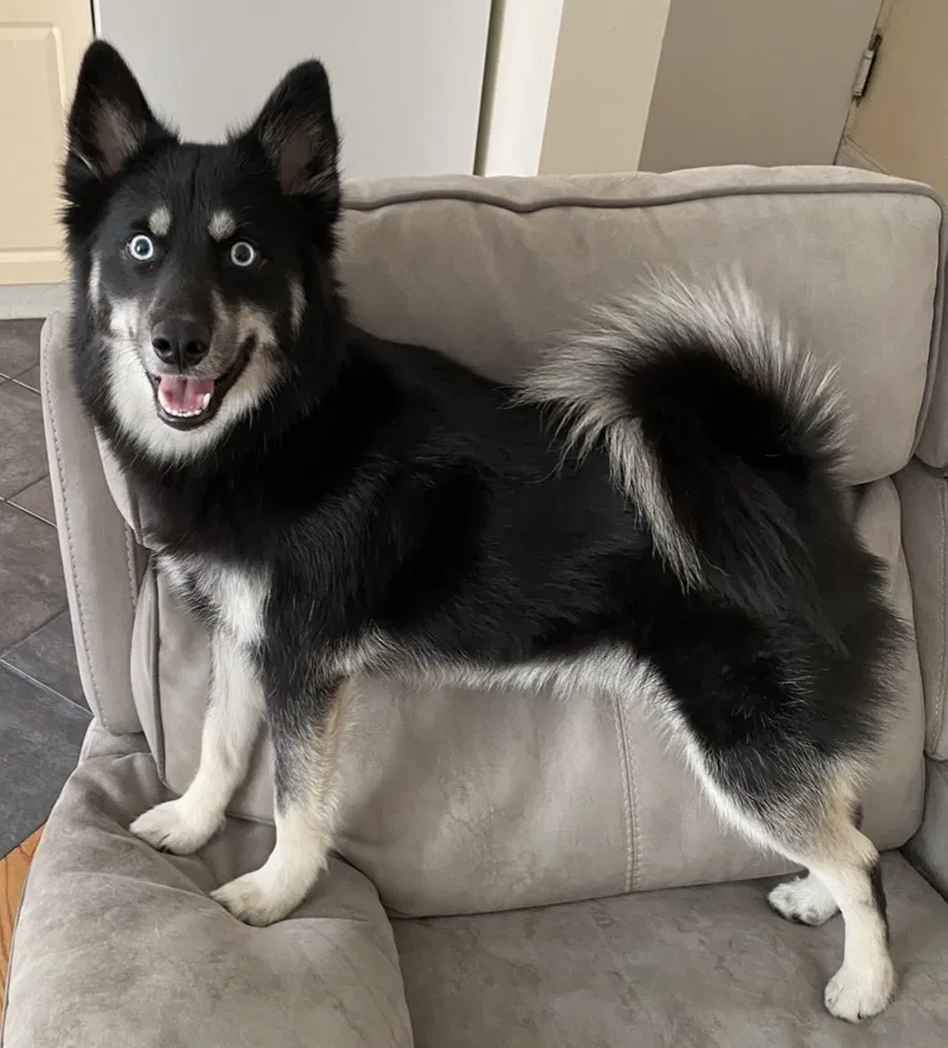 Lost dog in Bronx, NY, 10463