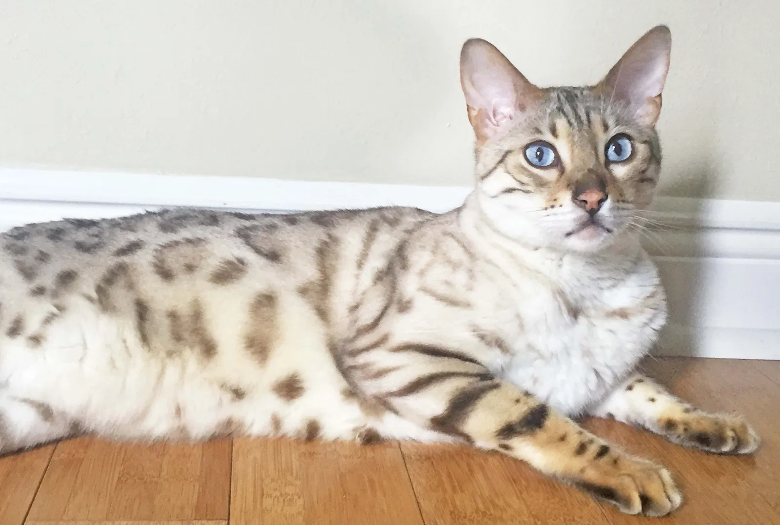 Lost cat in Fort Myers, FL, 33908