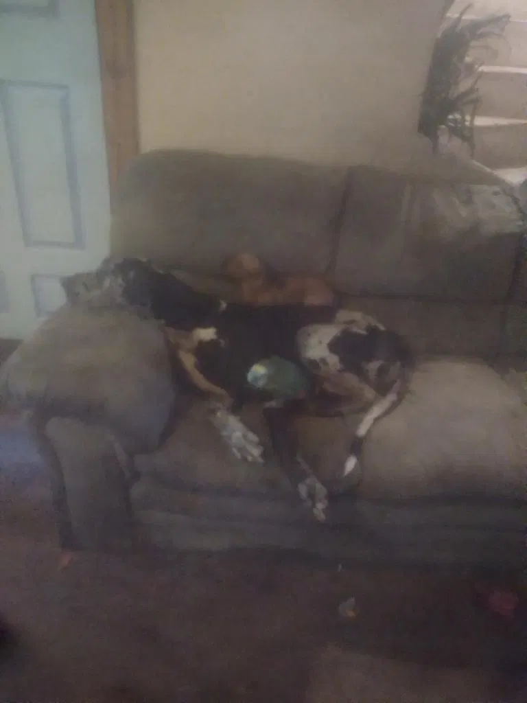 Lost dog in Gary, IN, 46406