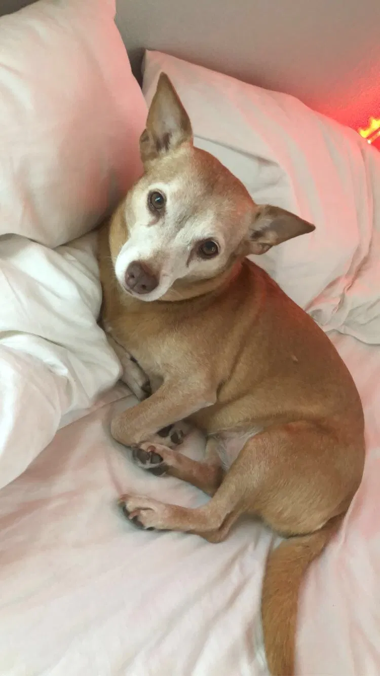 Lost dog in Chula Vista, CA, 91915