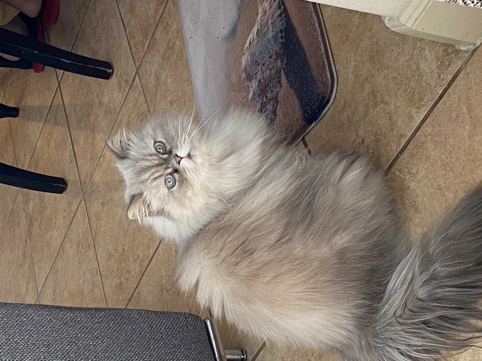 Lost cat in Sugar Land, TX, 77479