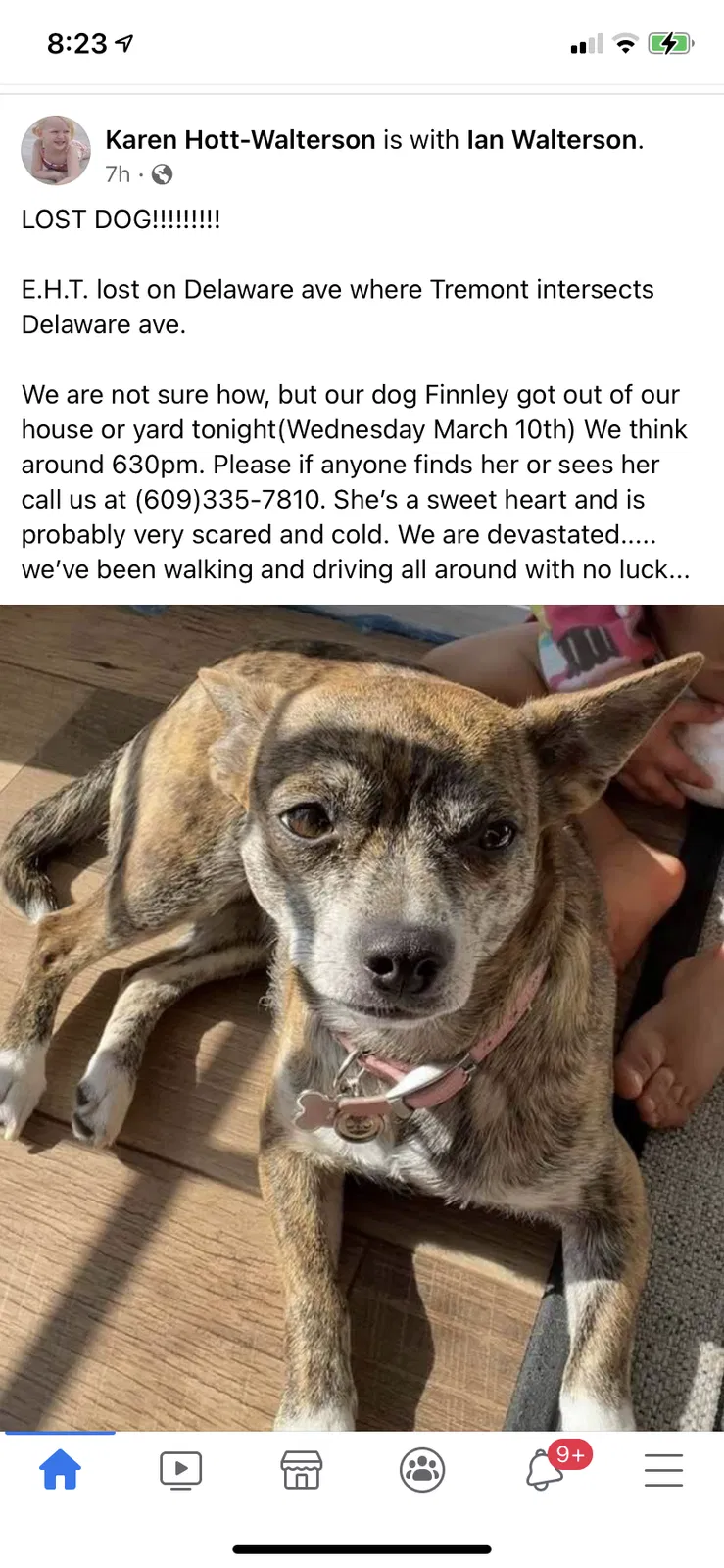 Lost dog in Egg Harbor Township, NJ, 8234
