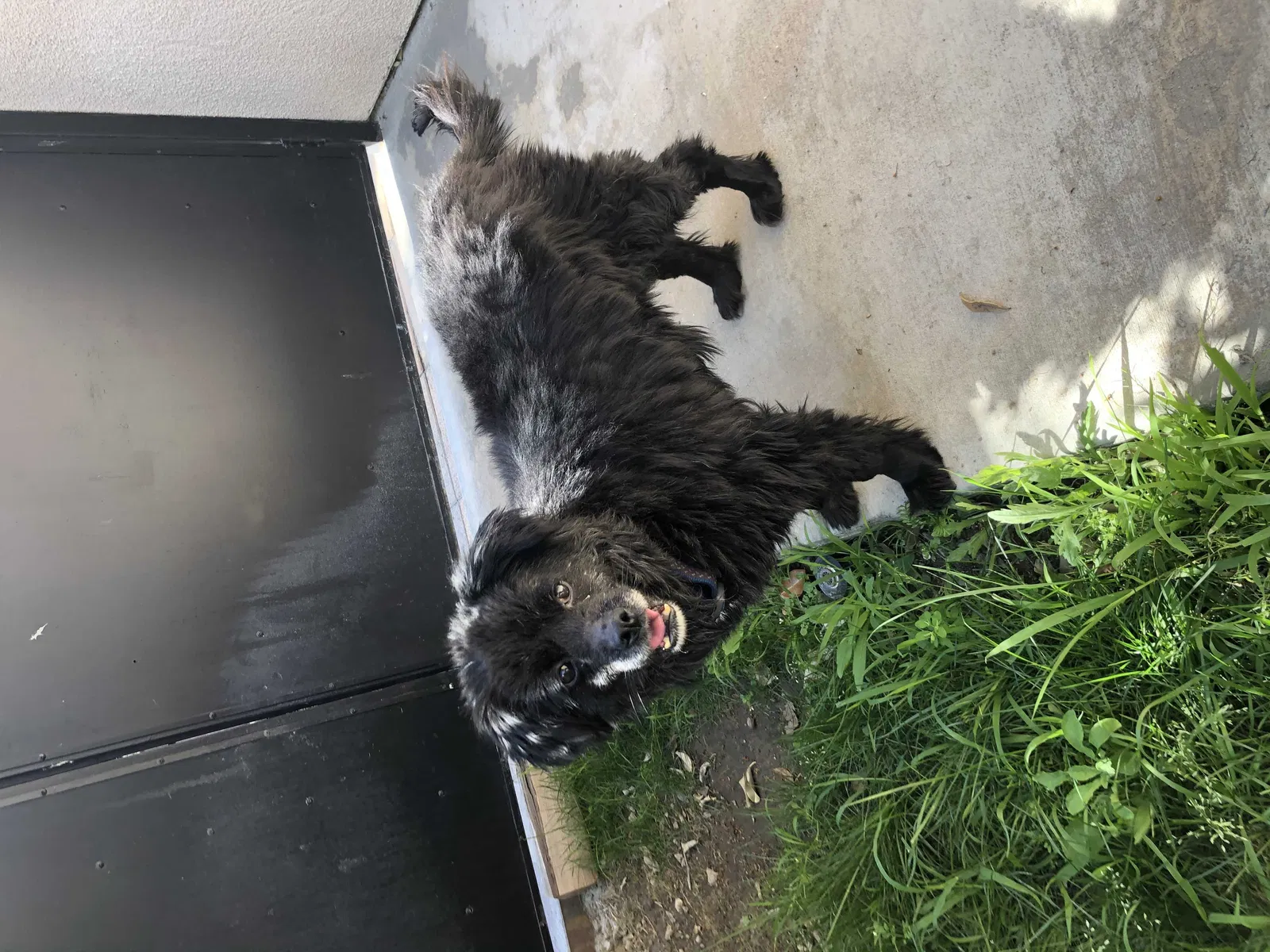 Lost dog in Bellflower, CA, 90706