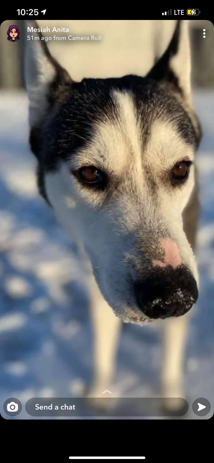 Lost dog in Grand Prairie, TX, 75051