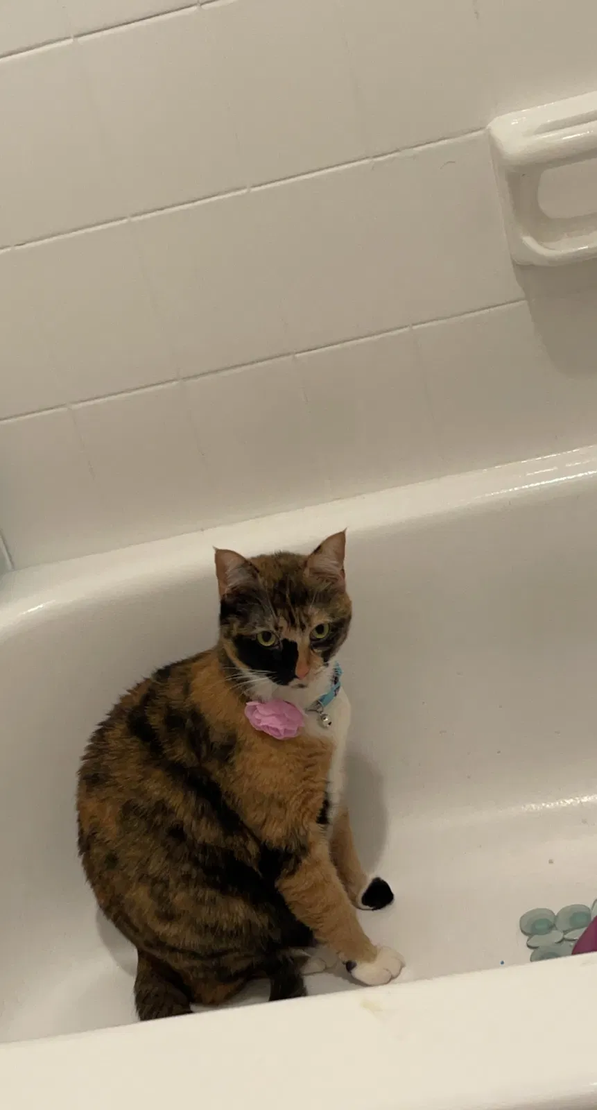 Lost cat in Covina, CA, 91722