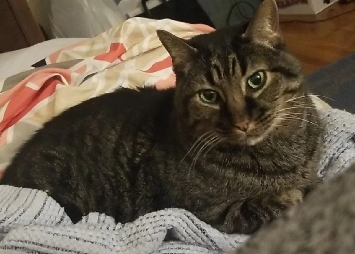 Lost cat in Greensburg, PA, 15601