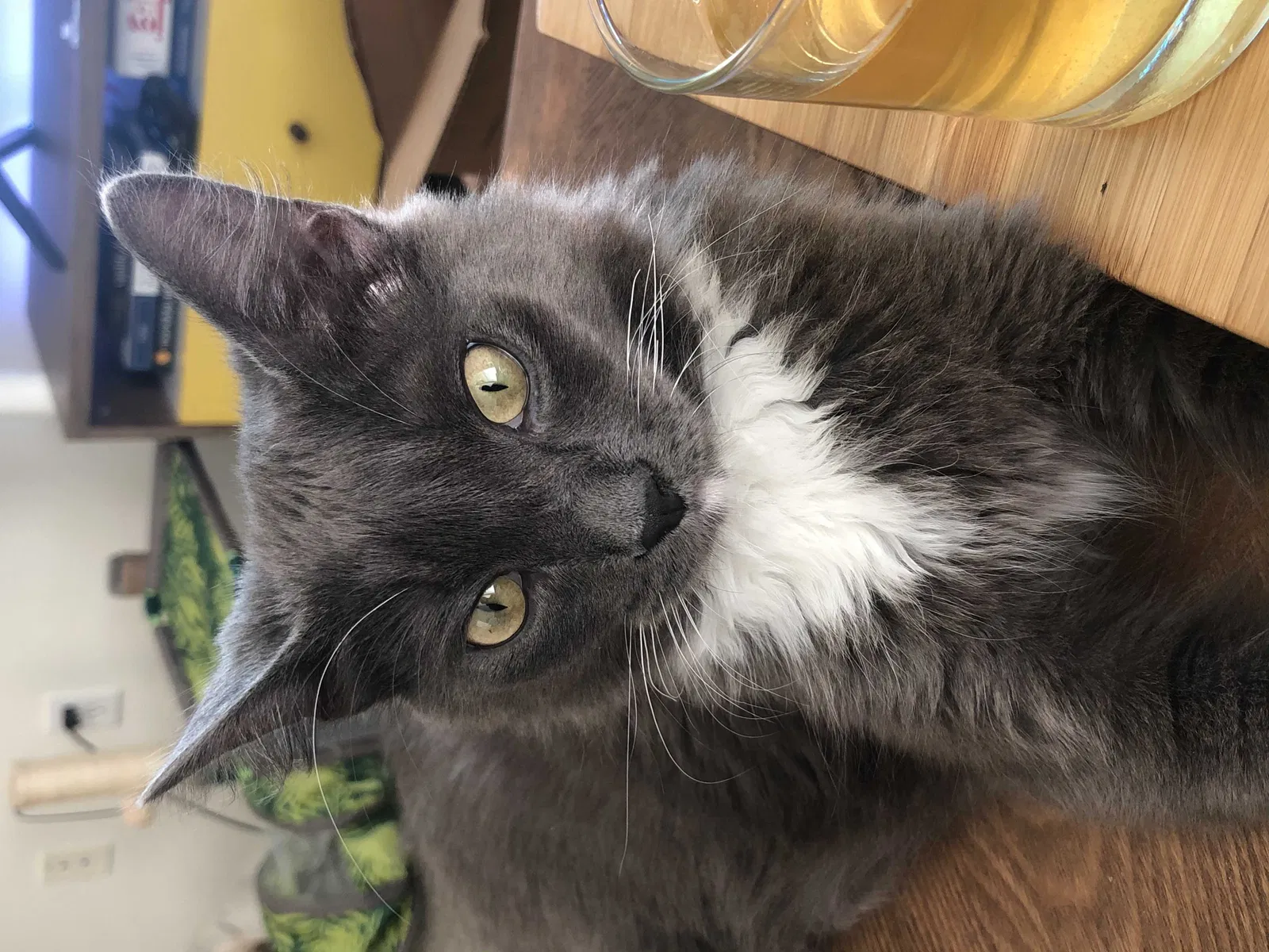 Lost cat in New Orleans, LA, 70130