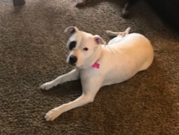 Lost dog in Louisville, KY, 40213