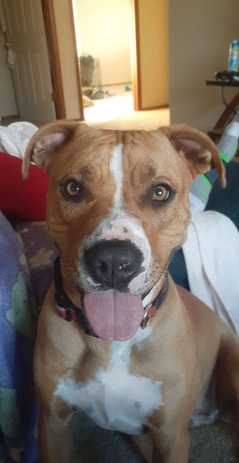 Lost dog in Bethany, OK, 73008