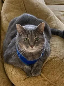 Lost cat in Lawrence, KS, 66049