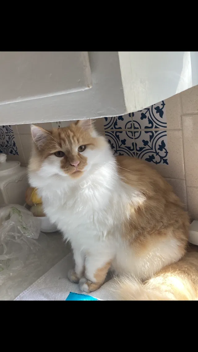 Lost cat in Deland, FL, 32724