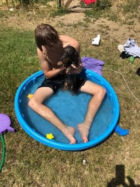 Lost dog in Medicine Bow, WY, 82329