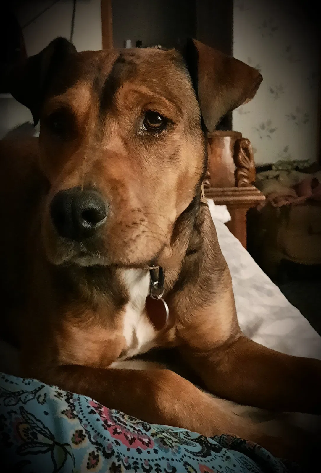 Lost dog in North, SC, 29112