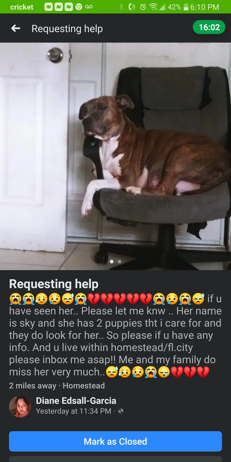 Lost dog in Homestead, FL, 33030