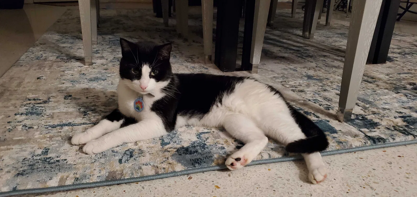 Lost cat in Saint Petersburg, FL, 33711