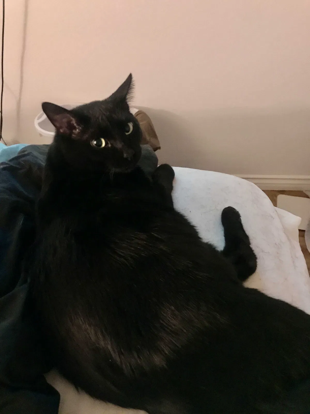 Lost cat in Las Vegas, NV, 89120
