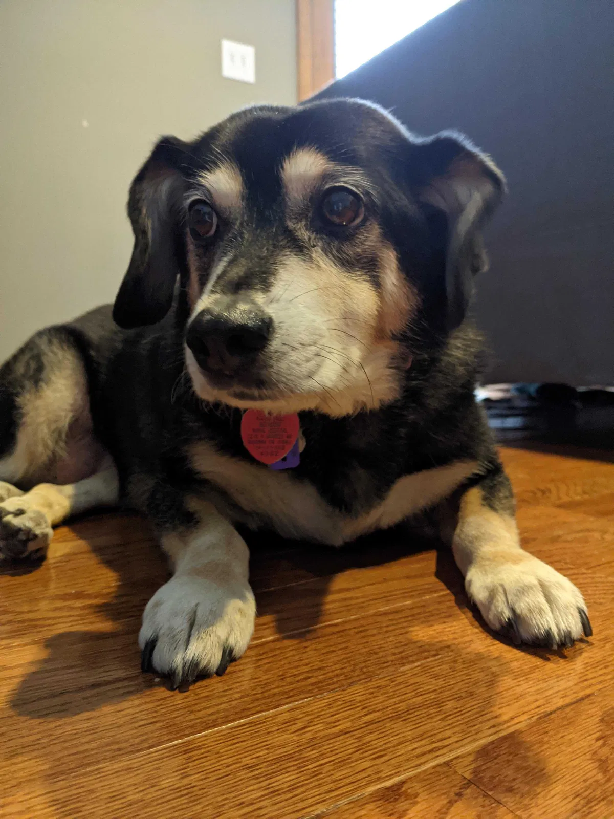 Lost dog in Gibsonia, PA, 15044