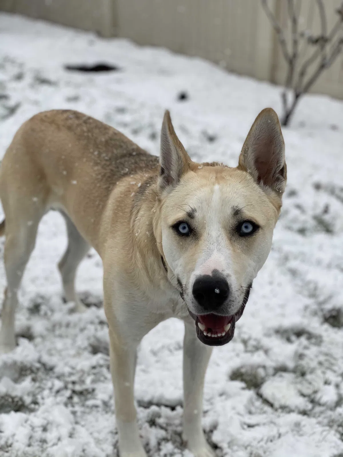 Lost dog in Kaysville, UT, 84037