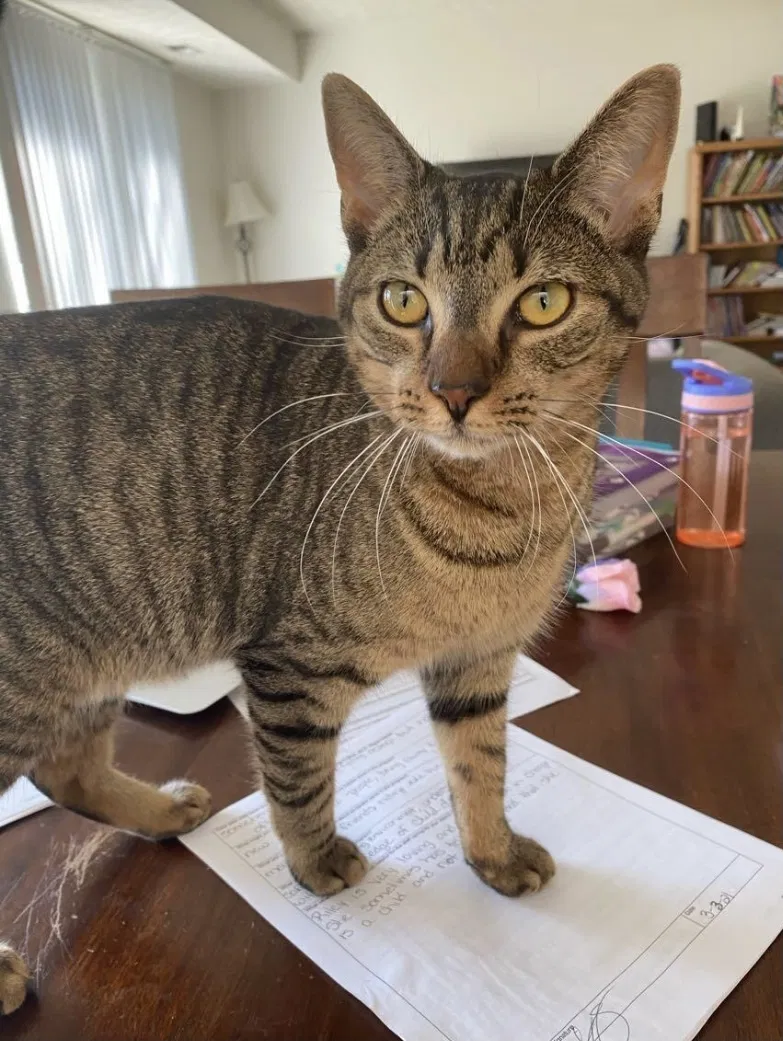 Lost cat in Canal Winchester, OH, 43110