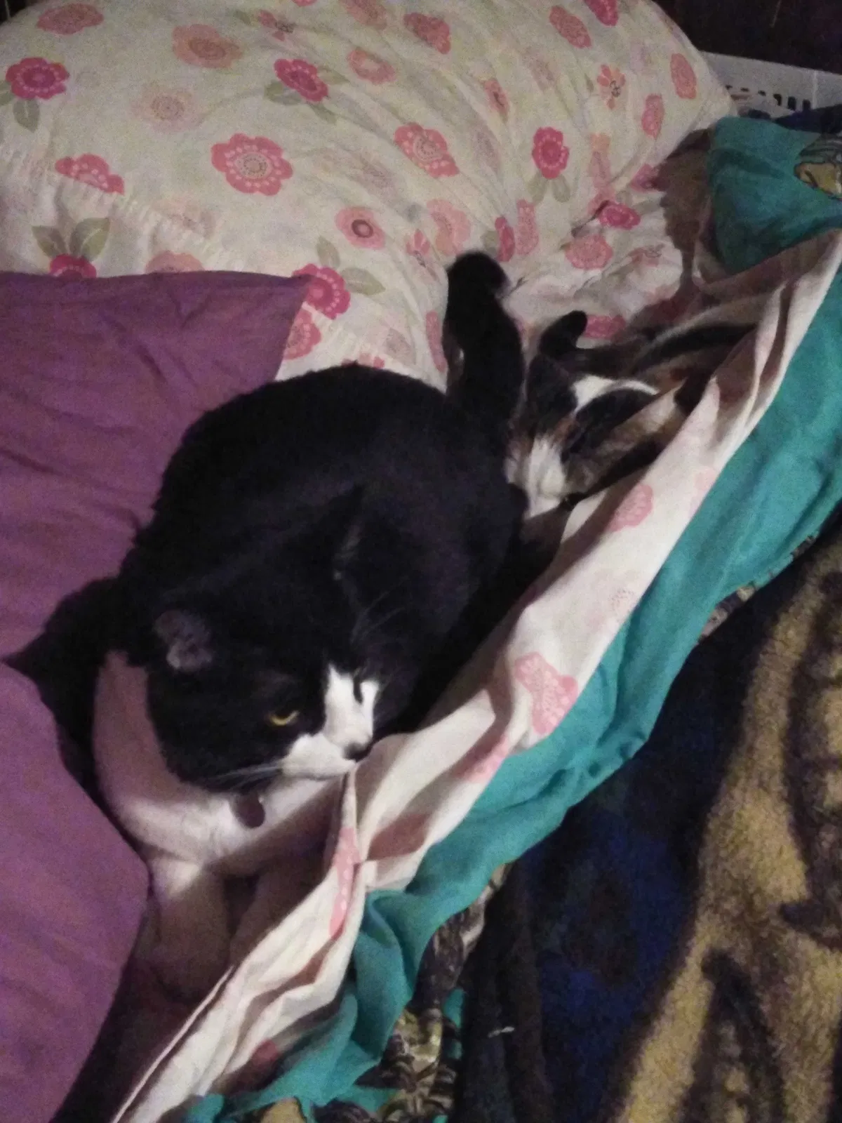 Lost cat in Puyallup, WA, 98373