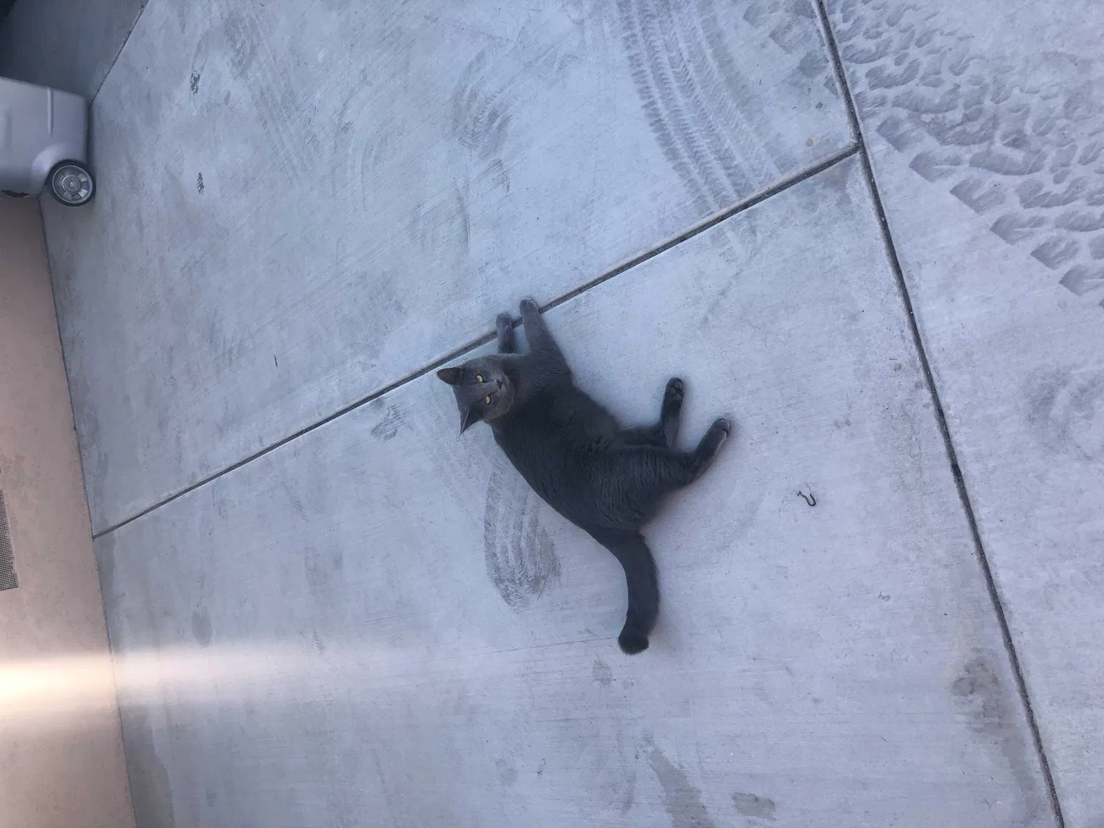 Lost cat in San Bernardino, CA, 92404