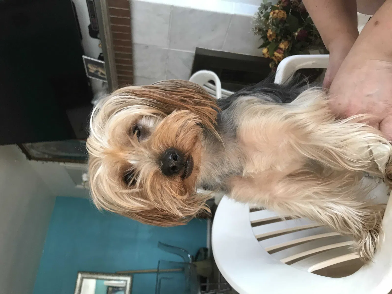 Lost dog in Los Angeles, CA, 90018