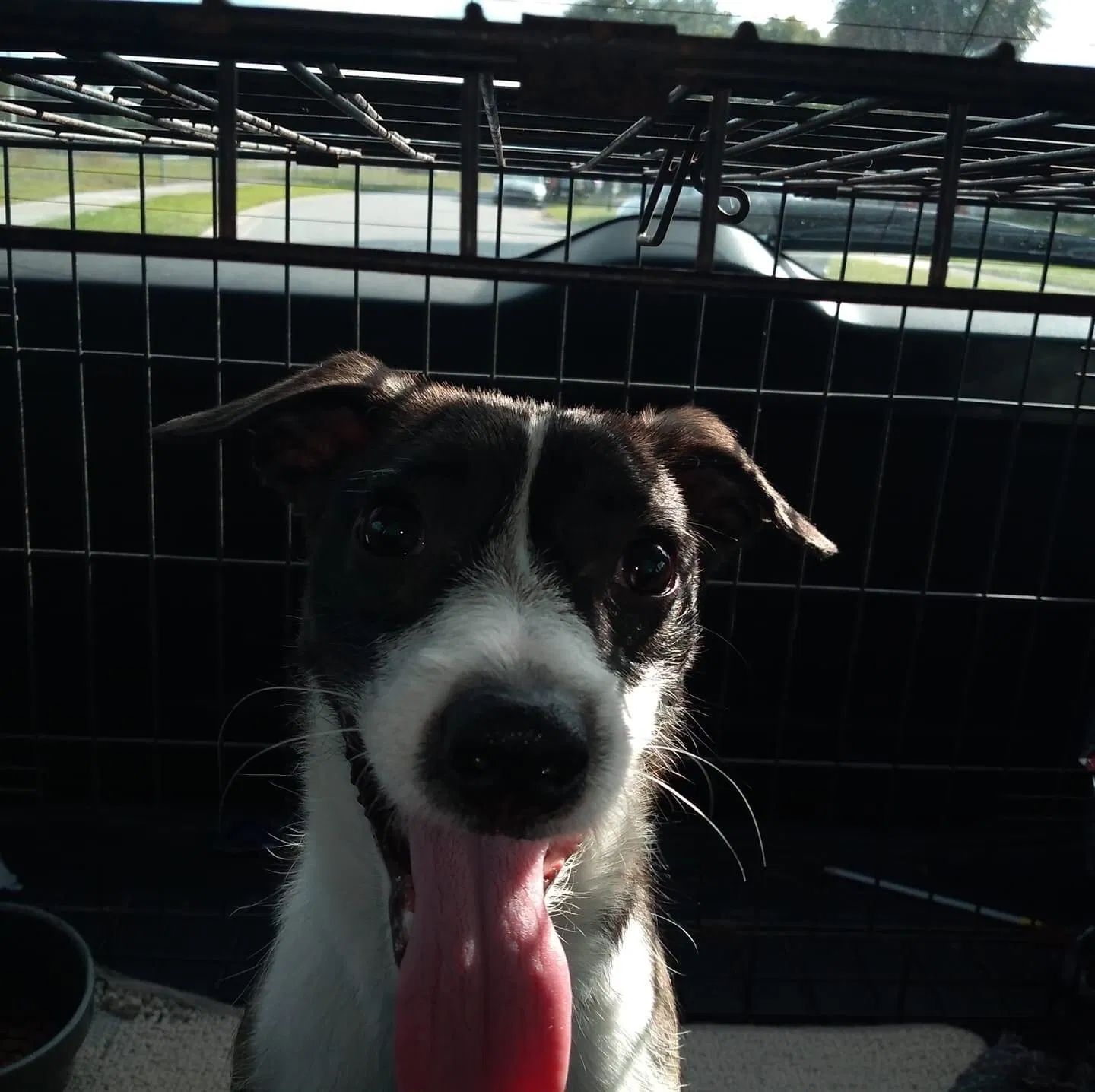 Lost dog in Lakeland, FL, 33805