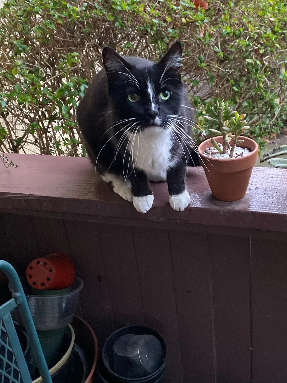 Lost cat in San Diego, CA, 92108