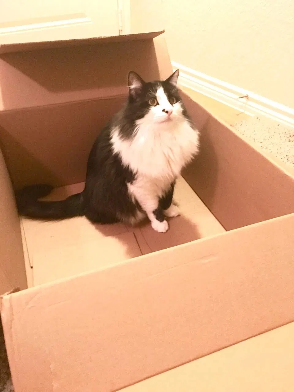 Lost cat in San Antonio, TX, 78266