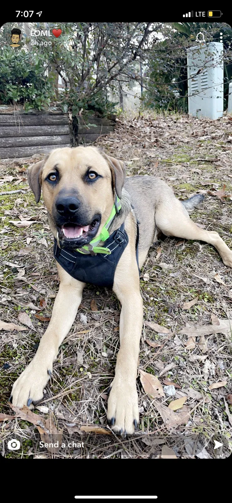 Lost dog in Mobile, AL, 36693