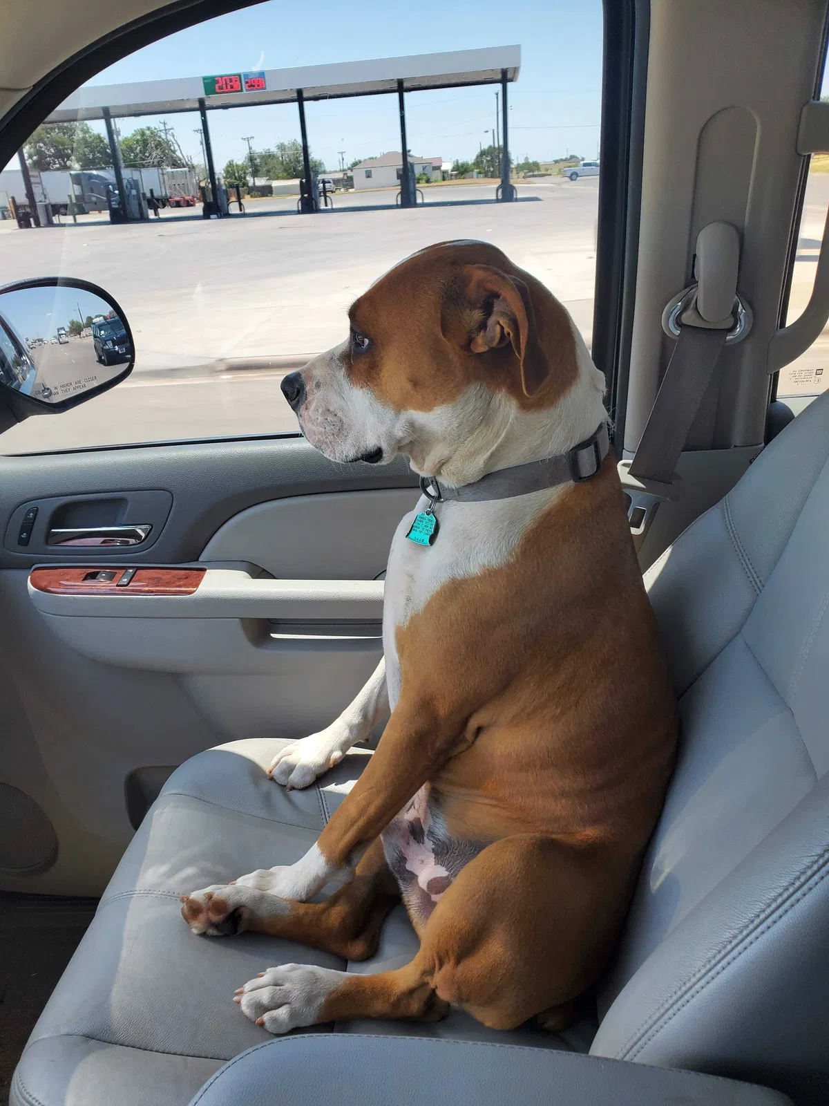 Lost dog in Russellville, AR, 72802