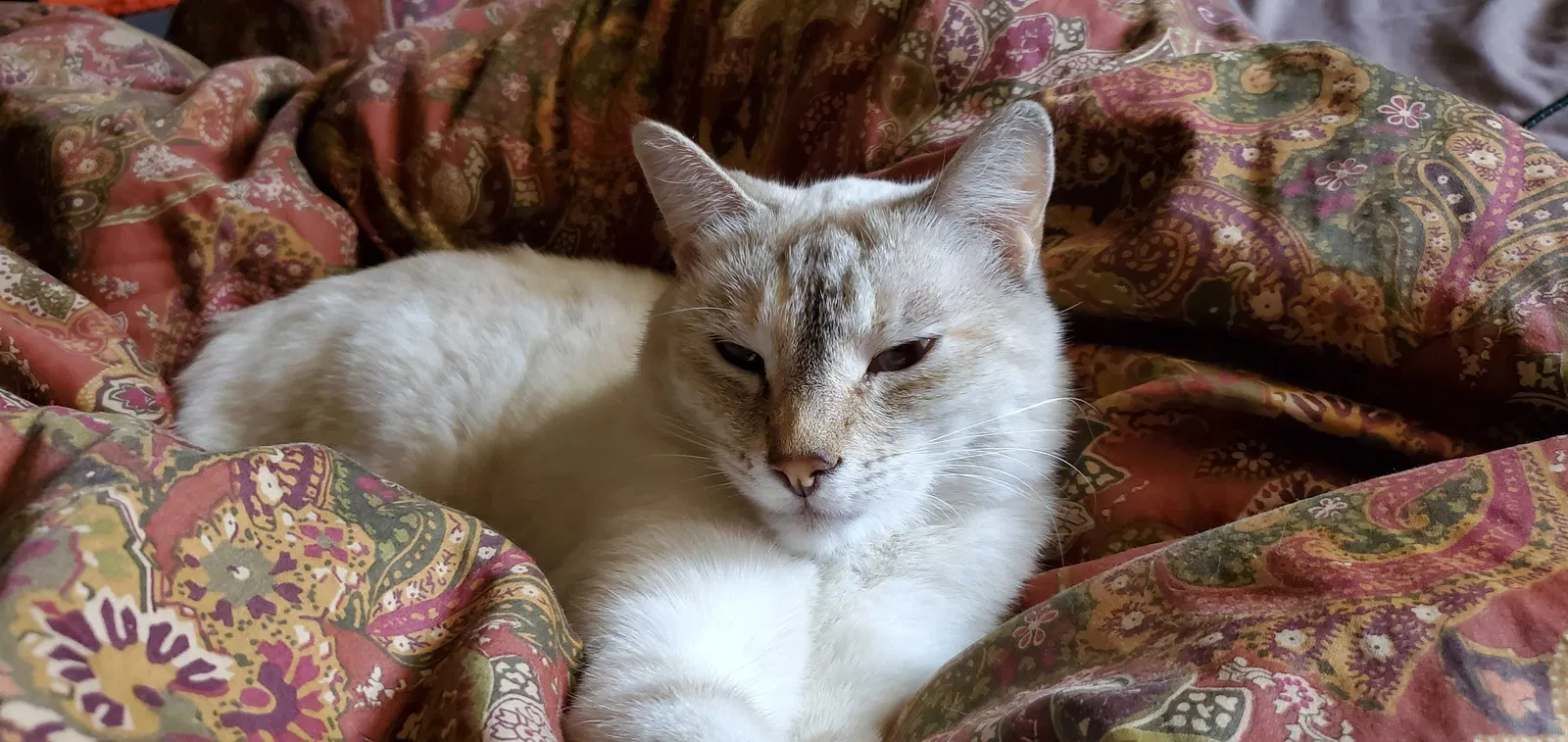 Lost cat in Murrieta, CA, 92563
