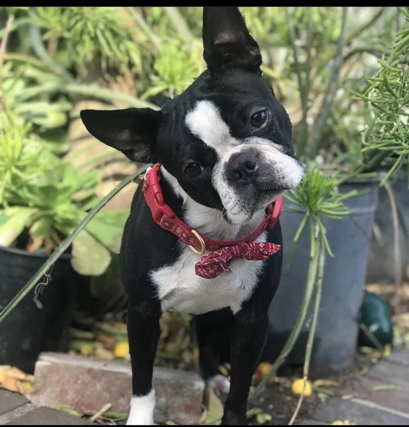 Lost dog in Pacoima, CA, 91331