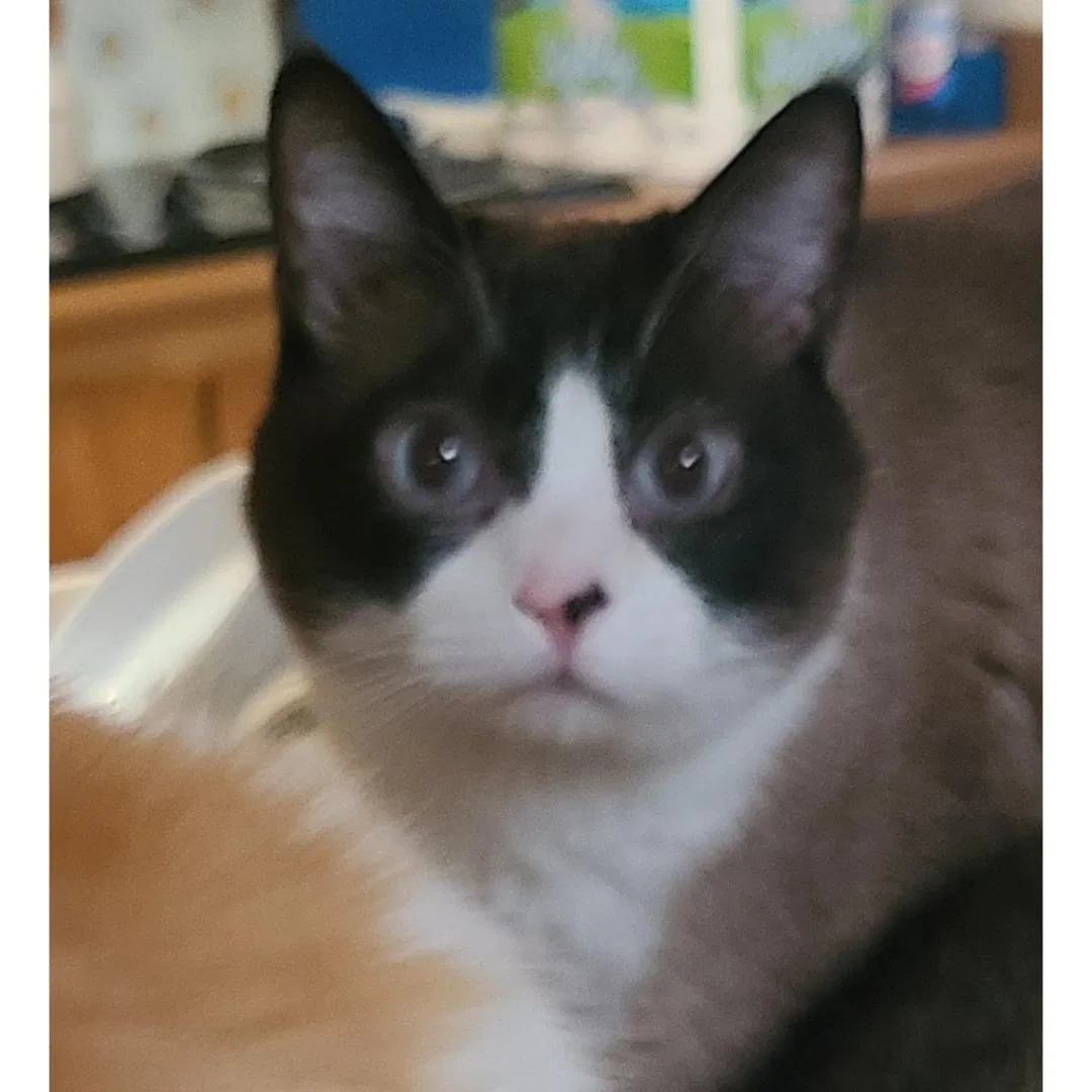 Lost cat in Albuquerque, NM, 87111