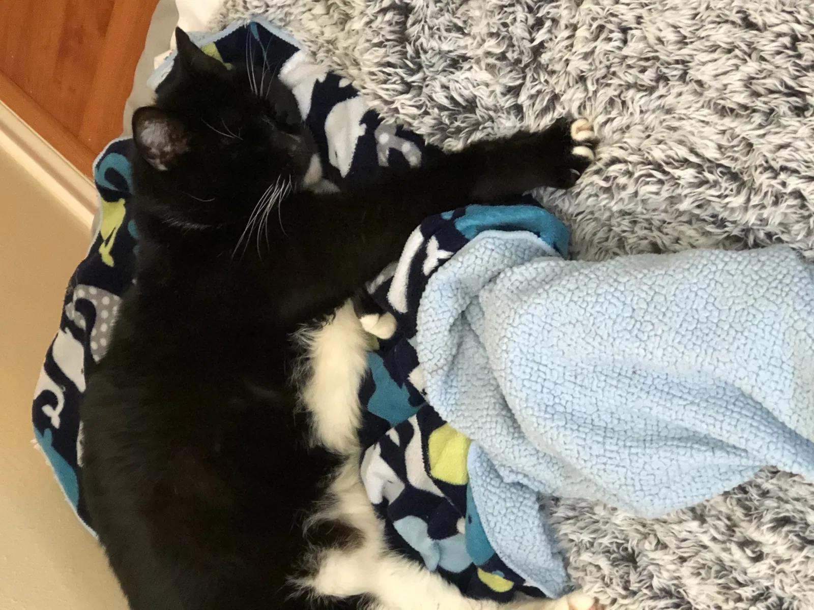 Lost cat in Katy, TX, 77450