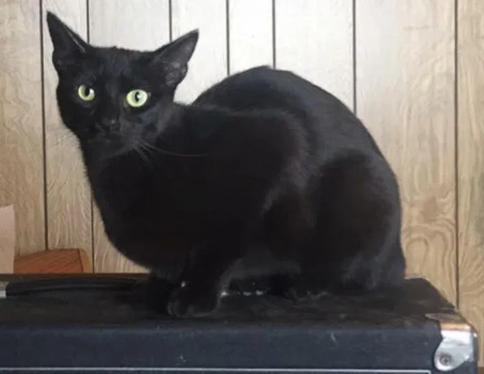 Lost cat in Kansas City, KS, 66106