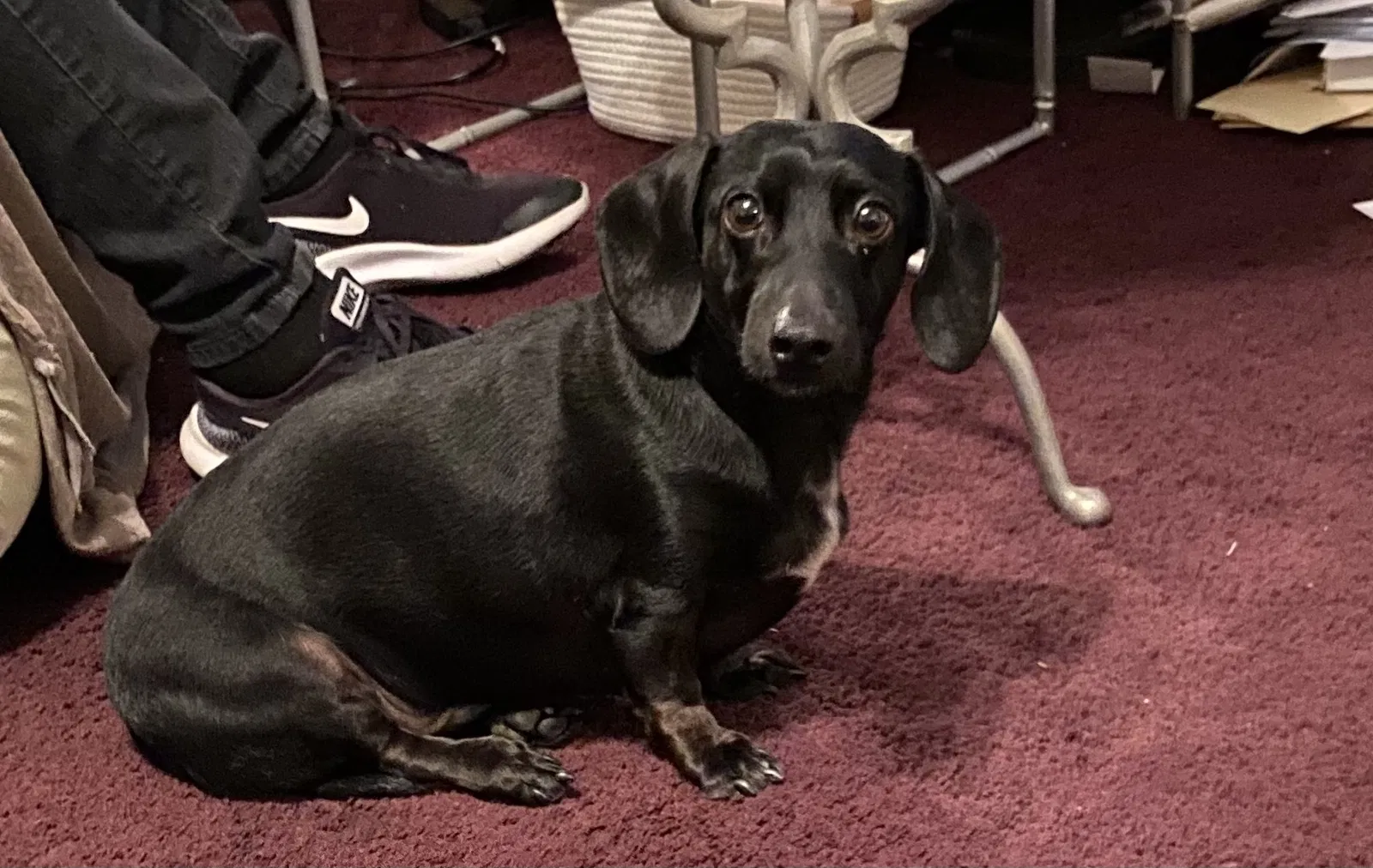 Lost dog in Whittier, CA, 90604
