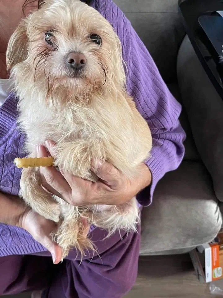 Lost dog in Scottsville, KY, 42164