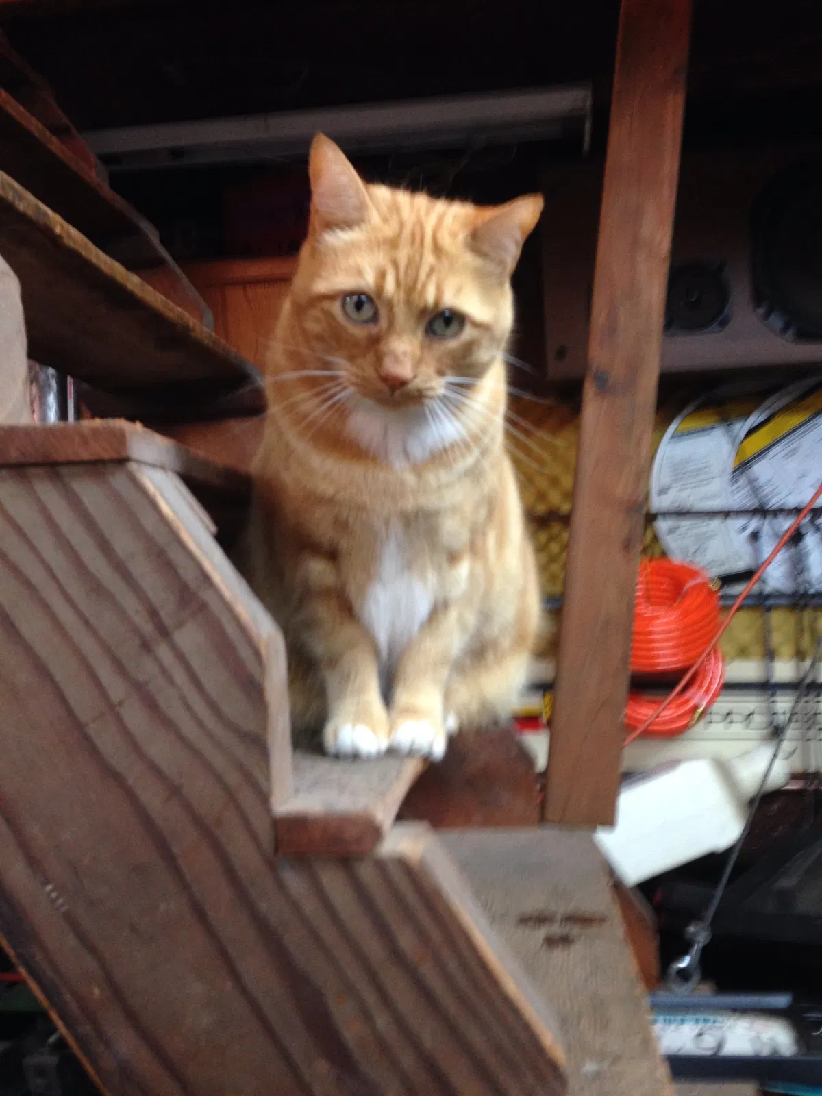Lost cat in Tacoma, WA, 98466