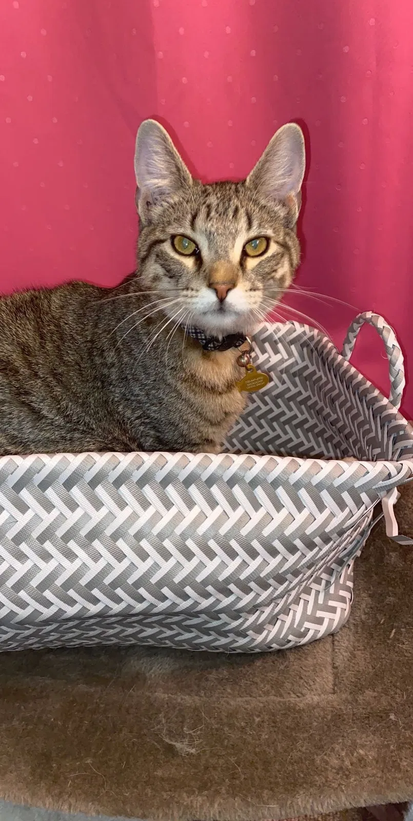 Lost cat in Littleton, CO, 80128