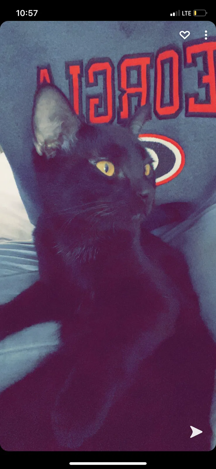Lost cat in Melbourne, FL, 32934