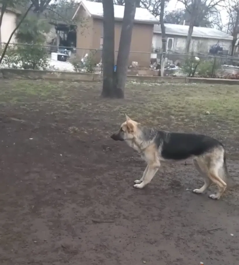 Lost dog in Fort Worth, TX, 76119